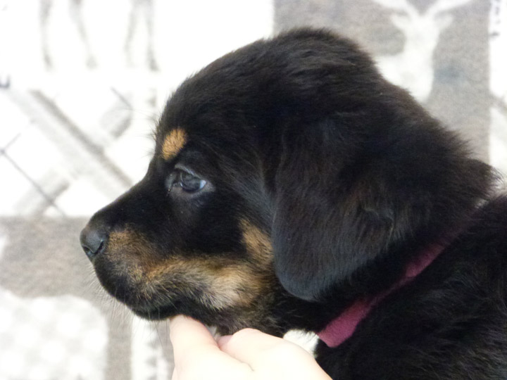 chinook puppy